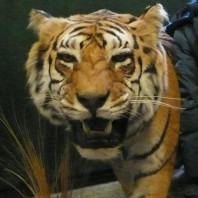 Tigre, museo di scienze naturali di Torino