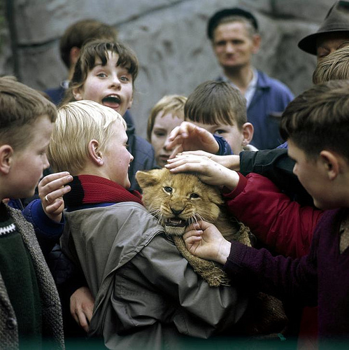 Bambini allo zoo incontrano il leone