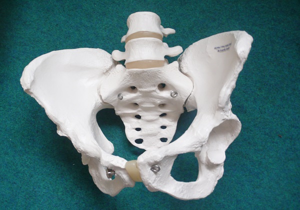Modello di bacino osseo