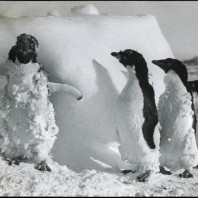 Fratelli pinguini