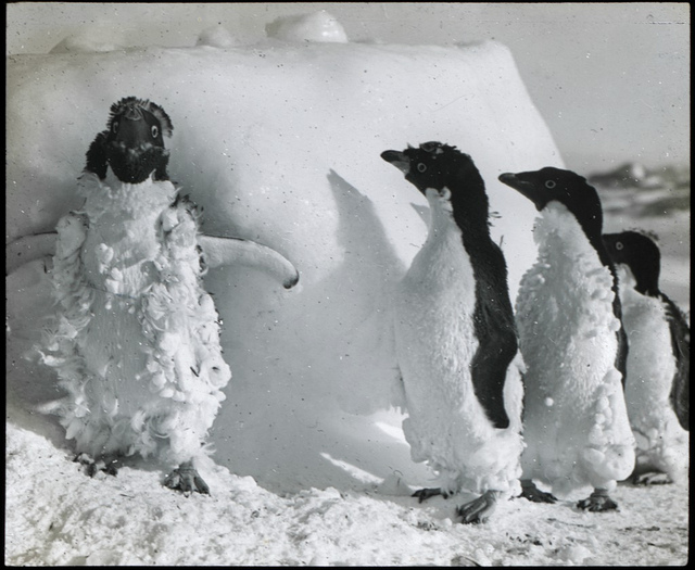 Fratelli pinguini