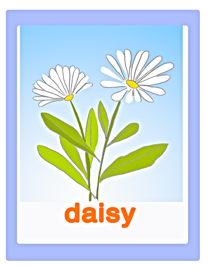 Carta daisy