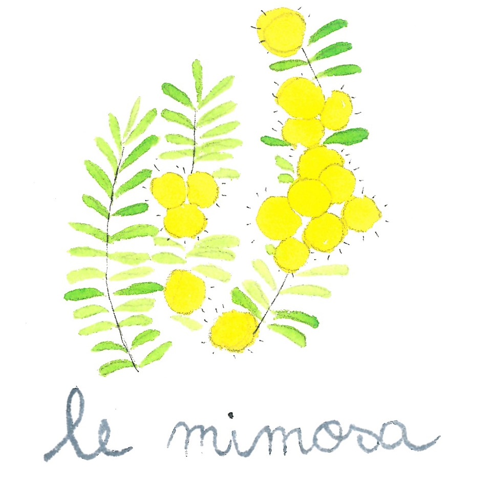 le-mimosa