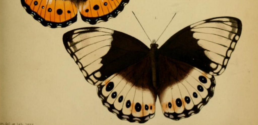 Farfalle illustrate